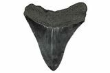 Serrated, Fossil Megalodon Tooth - South Carolina #341437-1